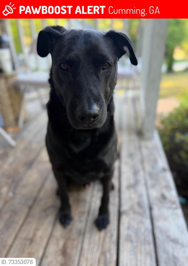 Lost Male Dog last seen New Hope Elementary, Cumming, GA 30040
