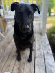 Lost Male Dog last seen New Hope Elementary, Cumming, GA 30040