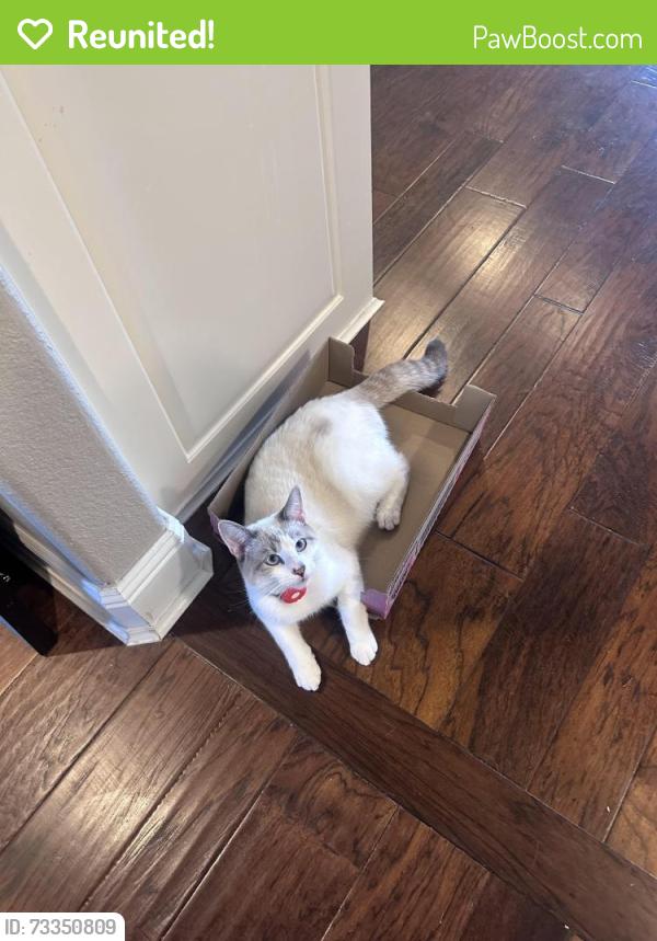 Reunited Male Cat last seen Near Willowridge way, Lowell, AR 72745