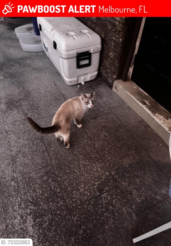 Lost Male Cat last seen Ixora dr, Melbourne, FL 32935