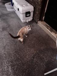 Lost Male Cat last seen Ixora dr, Melbourne, FL 32935