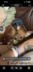 Lost Male Dog last seen Spruce st, Sebring, FL 33870