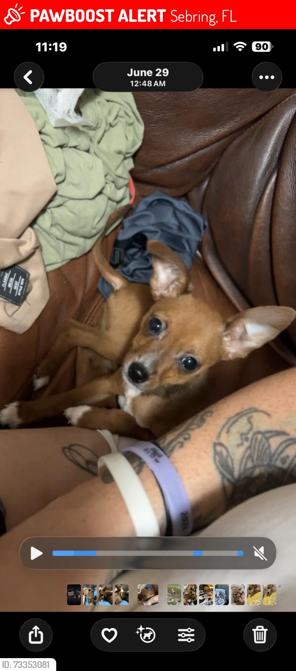 Lost Male Dog last seen Spruce st, Sebring, FL 33870