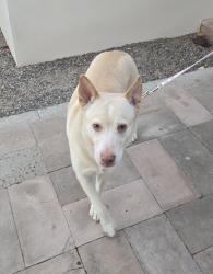 Reunited Female Dog last seen 5th Ave & Encanto, Phoenix, AZ 85003