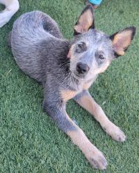 Reunited Female Dog last seen E. Auburn Drive tempe 85283, Tempe, AZ 85283