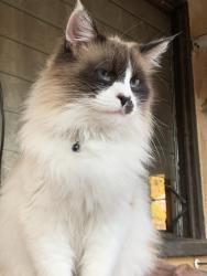 Lost Male Cat last seen Near Holly Ave & Edelweiss, Oxnard, CA 93036