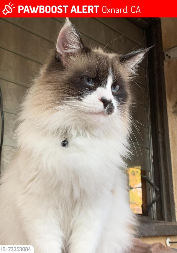 Lost Male Cat last seen Near Holly Ave & Edelweiss, Oxnard, CA 93036