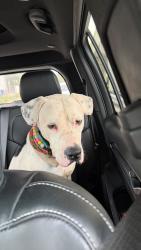 Reunited Male Dog last seen Flamingo Park, Miami Beach, FL 33139