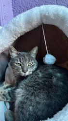 Lost Female Cat last seen Colonia centro, Tenancingo de Degollado, Méx. 