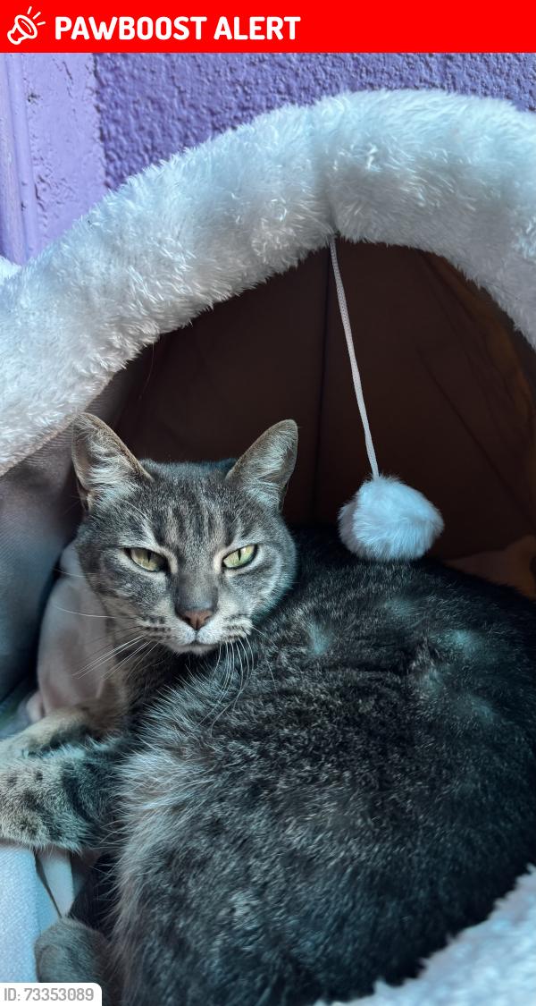 Lost Female Cat last seen Colonia centro, Tenancingo de Degollado, Méx. 