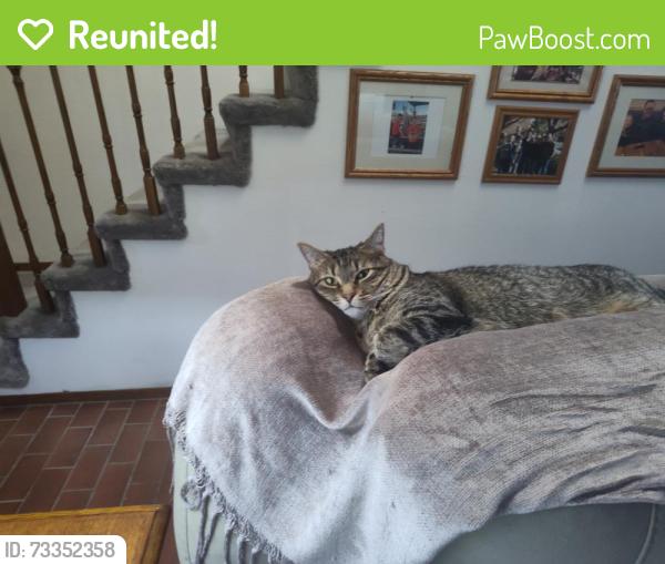 Reunited Male Cat last seen Illiff and Chambers, Aurora, CO 80014