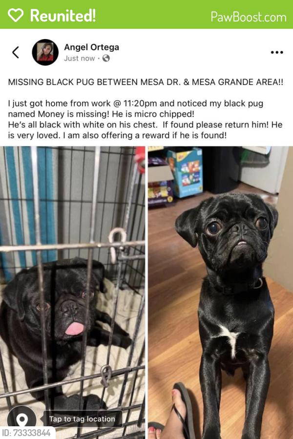 Reunited Male Dog last seen Gas line, Las Cruces, NM 88012