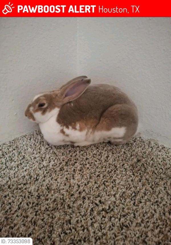 Lost Male Rabbit last seen Cambridge Street, Houston, TX 77054