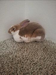 Lost Male Rabbit last seen Cambridge Street, Houston, TX 77054