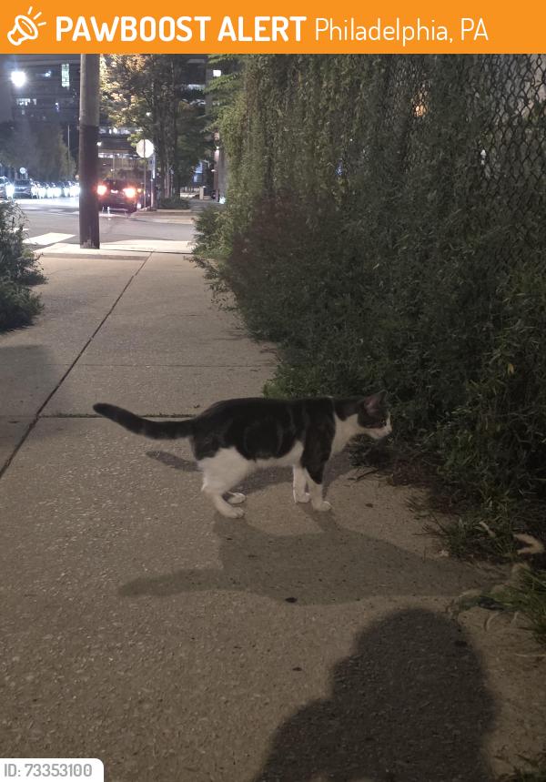 Found/Stray Female Cat last seen Near Franklintown Blvd, Philadelphia, PA 19103