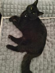Lost Male Cat last seen Greenlee and Edith, Tucson, AZ 85716