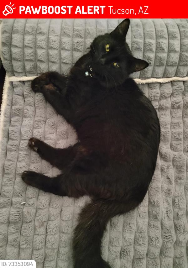 Lost Male Cat last seen Greenlee and Edith, Tucson, AZ 85716