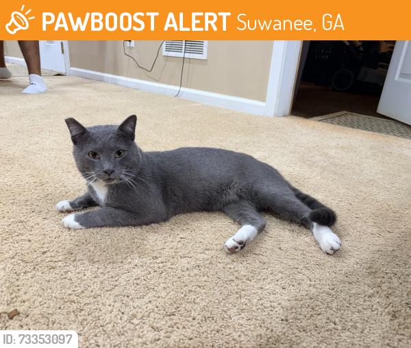 Found/Stray Unknown Cat last seen Patel Brothers grocery store, Suwanee, GA — outside near the restaurant, Suwanee, GA 30024