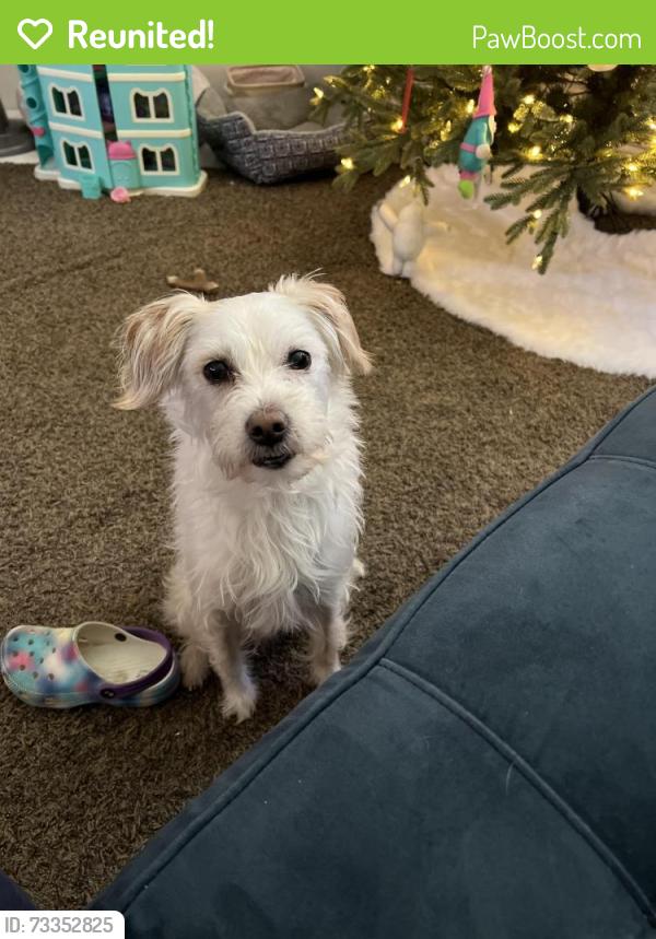 Reunited Male Dog last seen Vance st and Riviera, North Richland Hills, TX 76180