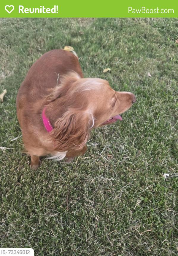 Reunited Female Dog last seen Fasken park, Midland, TX 79708