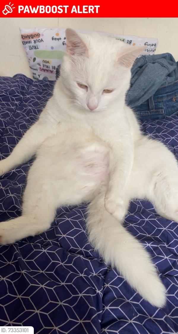 Lost Male Cat last seen Brook street, West Midlands, England B66 3DD