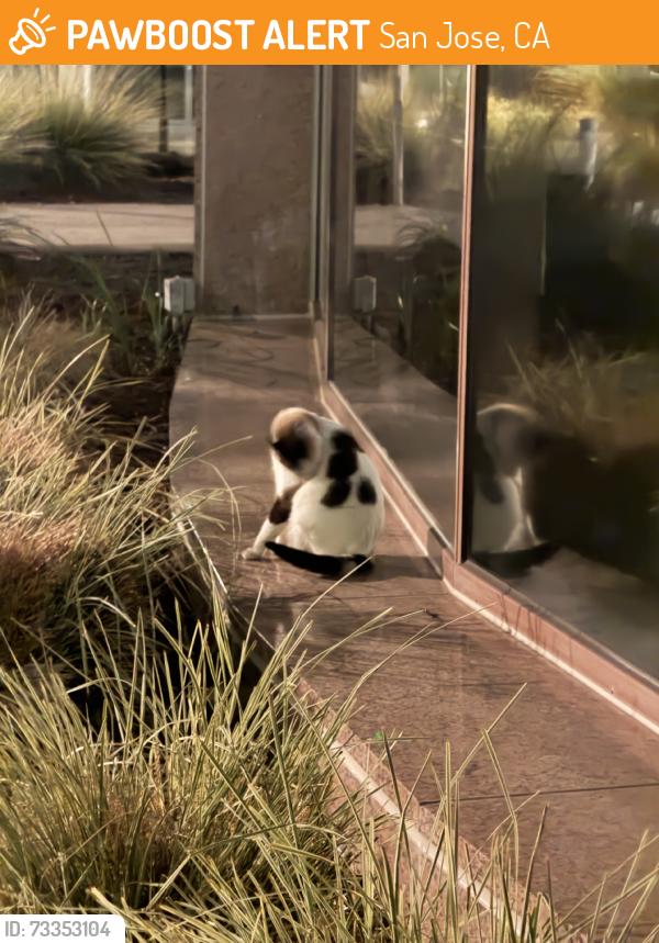 Found/Stray Unknown Cat last seen Cross the parking lot, San Jose, CA 95131