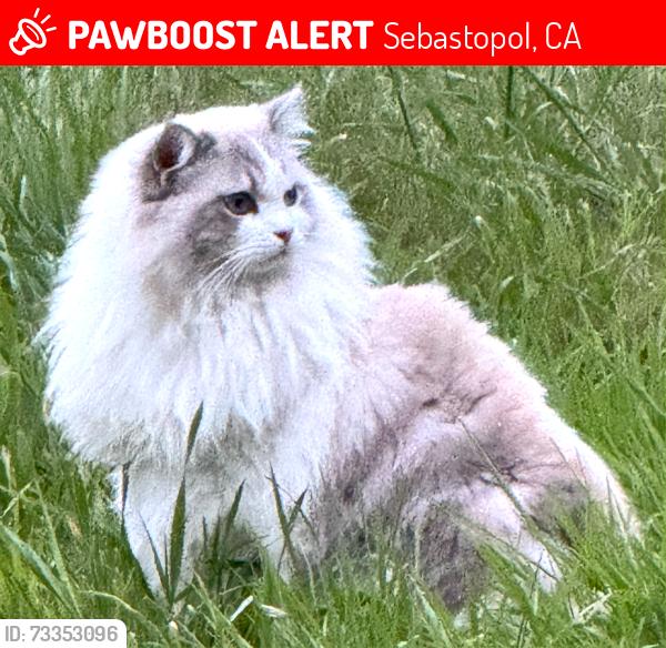 Lost Male Cat last seen Bodega Hwy, Sebastopol, CA 95472