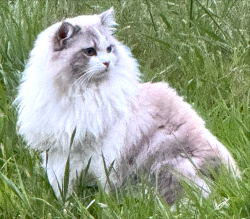 Lost Male Cat last seen Bodega Hwy, Sebastopol, CA 95472