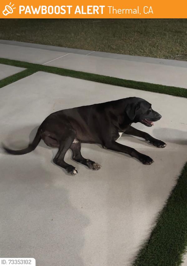 Found/Stray Male Dog last seen Jackson St & Airport Blvd, Thermal, CA 92274