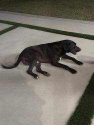 Found/Stray Male Dog last seen Jackson St & Airport Blvd, Thermal, CA 92274