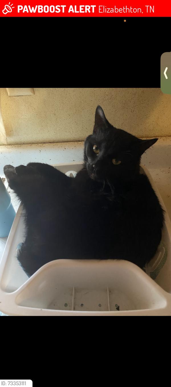 Lost Male Cat last seen Field road, Elizabethton, TN 37643