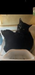 Lost Male Cat last seen Field road, Elizabethton, TN 37643