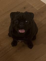 Reunited Male Dog last seen Beachway ramp, New Smyrna Beach, FL 32169