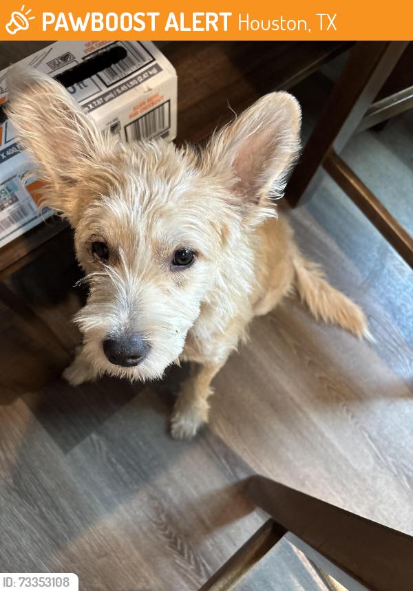 Found/Stray Male Dog last seen Near and N Wayside, Houston, TX 77020