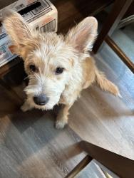 Found/Stray Male Dog last seen Near and N Wayside, Houston, TX 77020