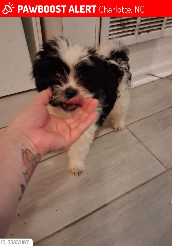 Lost Female Dog last seen Near dale ave, Charlotte, NC 28216