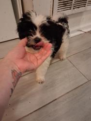 Lost Female Dog last seen Near dale ave, Charlotte, NC 28216