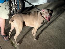 Reunited Male Dog last seen Shady brook elementary, Bedford, TX 76022