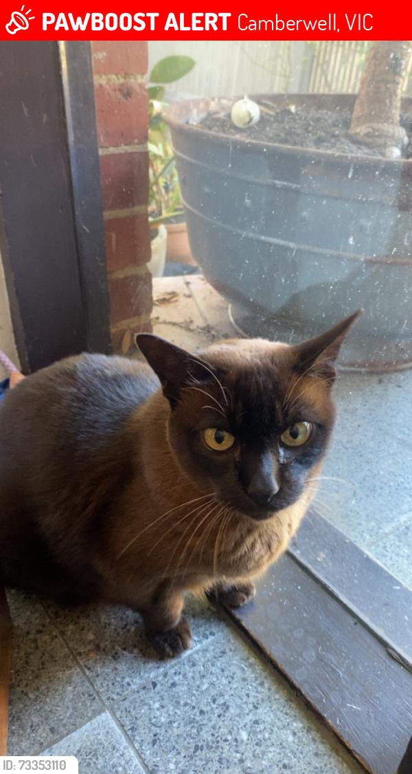 Lost Female Cat last seen Where broadway and Burke road meet, Camberwell, VIC 3124