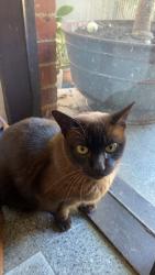 Lost Female Cat last seen Where broadway and Burke road meet, Camberwell, VIC 3124