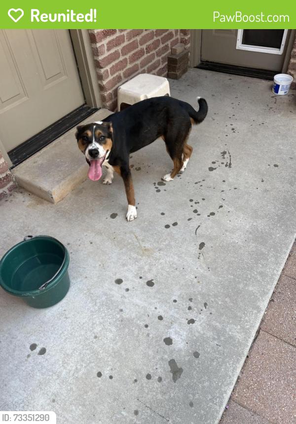 Reunited Female Dog last seen Reno and Chisholm spur, Yukon, OK 73099