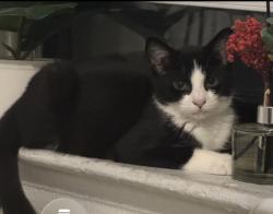Lost Male Cat last seen Northern Blvd and 248th St, Queens, NY 11363