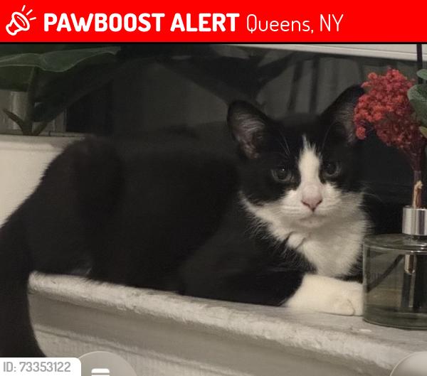 Lost Male Cat last seen Northern Blvd and 248th St, Queens, NY 11363