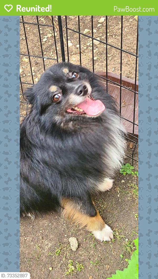 Reunited Male Dog last seen Manning Lane, Rosa Court and Midway Road, Dallas, TX 75220
