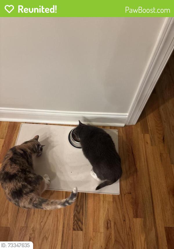 Reunited Female Cat last seen Near Chatooga Way Bonaire, GA, Bonaire, GA 31005