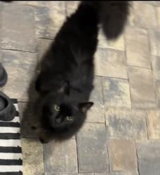 Found/Stray Unknown Cat last seen Avalonia drive, Brevard County, FL 32940