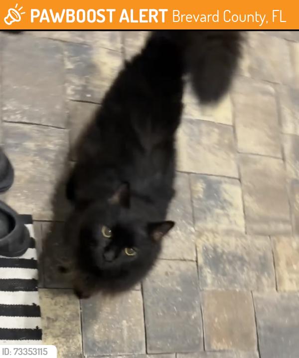 Found/Stray Unknown Cat last seen Avalonia drive, Brevard County, FL 32940