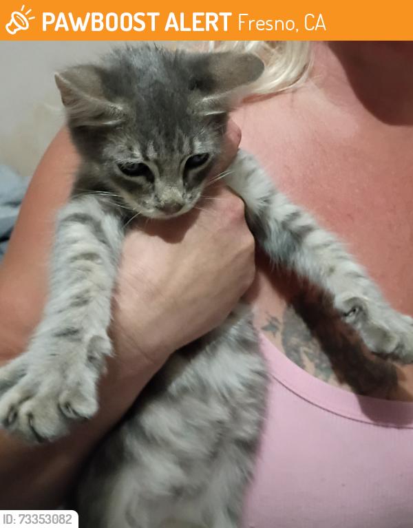 Found/Stray Male Cat last seen California tupman park on California ave & tupman st., Fresno, CA 93706