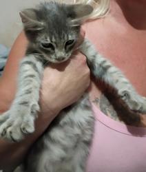 Found/Stray Male Cat last seen California tupman park on California ave & tupman st., Fresno, CA 93706