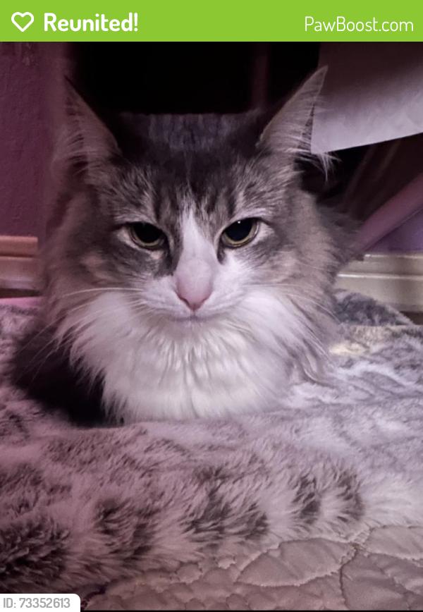 Reunited Female Cat last seen Bonner dr, Houston, TX 77017